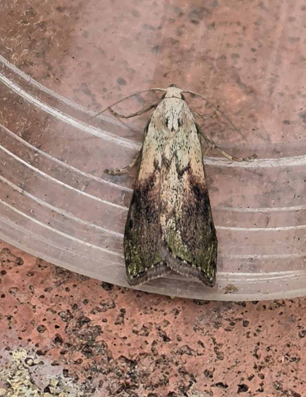 Photo of Bee Moth (Aphomia sociella)